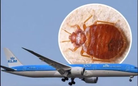 Familie klaagt KLM en Delta aan na bedwantsen in businessclass