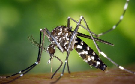 Klimaatverandering vergroot muskietenplaag, maar dengue blijft stabiel