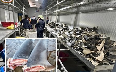 10.000 haaienvinnen onderschept in Peruaanse havenstad Callao 