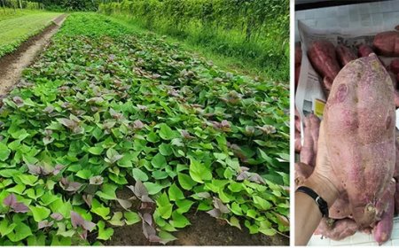 Gopex wijst op zorgen rond export, padieboeren luiden noodsignaal