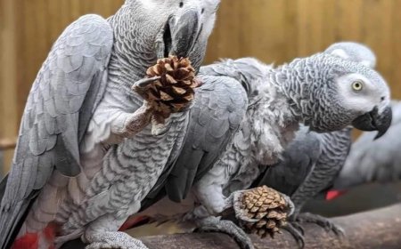 WIST U DAT: In een dierentuin in het VK vijf Afrikaanse grijze papegaaien bezoekers uitschold