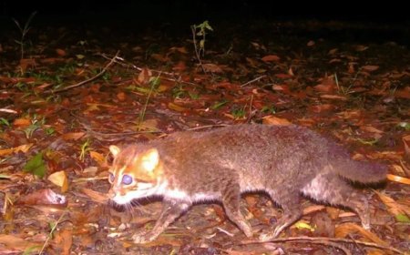 Zeldzame bedreigde platkopkat na bijna 30 jaar weer gezien in Thailand