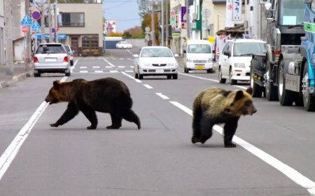 Overlast veroorzakende beren in Japan belanden op de menukaart
