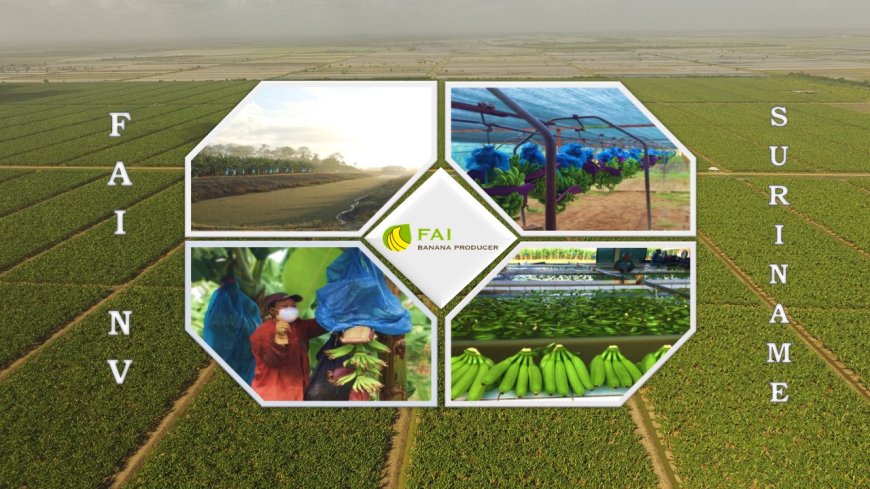 FAI-directeur aangehouden wegens mogelijke financiële fraude