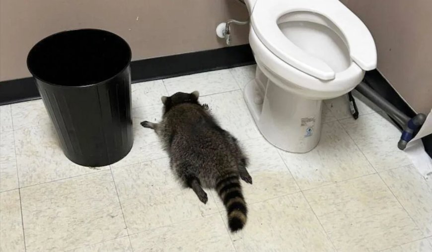 Dronken wasbeer in Virginia (VS) na bezoekje aan slijterij 