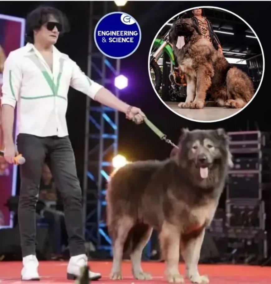 Zakenman koopt mogelijk duurste hond ter wereld