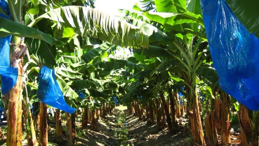 LVV-minister: Bacovenbedrijf FAI draaide als een bacovenwinkel