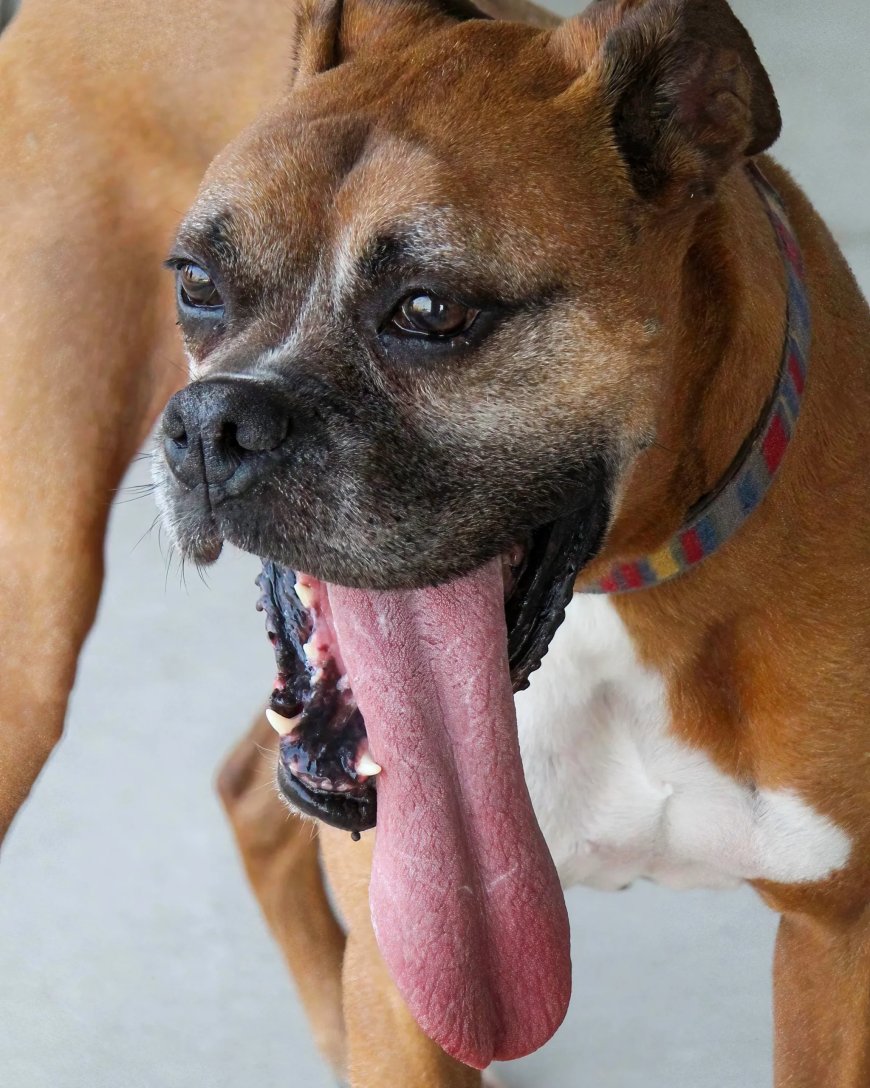 Opmerkelijk – Tong van 19.5 cm van hond in Oklahoma (VS) is langste ter wereld