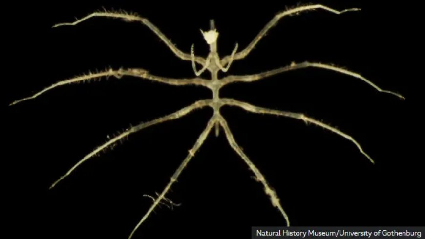 Diepzeemijnbouw in Stille Oceaan leidt tot vondst honderden onbekende diersoorten