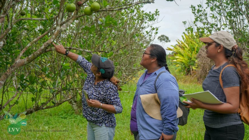 Citrusproject IDB geeft nieuwe impuls aan teeltontwikkeling