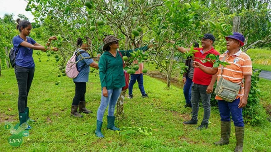 Nieuwe training moet citrusproductie in Saramacca versterken