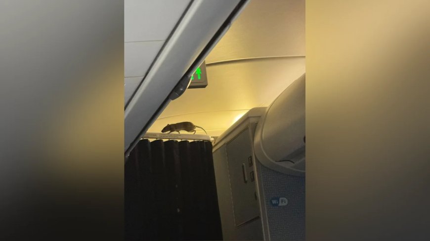 Ruim 250 reizigers vast op Aruba en Bonaire na annulering KLM-vlucht door rat in vliegtuig