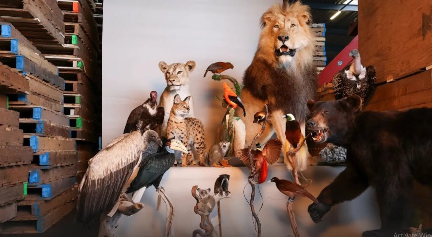 Opgezette leeuwen, apen en paradijsvogels in beslag genomen in Noord-Brabant