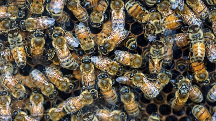 Brandweer redt 85-jarige vrouw na bijenaanval