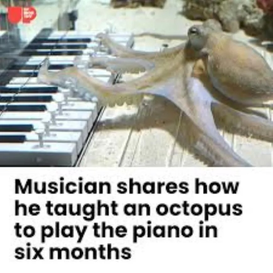 Zweedse man leert huisdier-octopus piano spelen