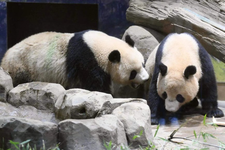 Opmerkelijk – De enige twee panda’s van Japan worden teruggestuurd naar China