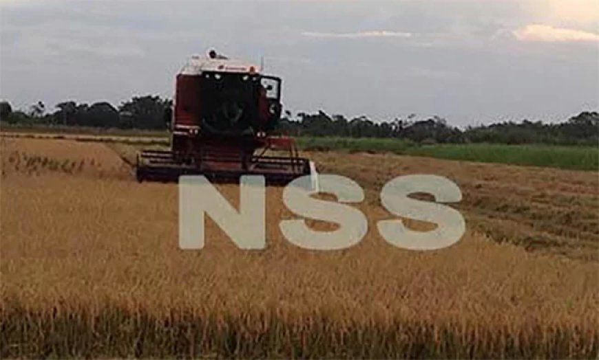 LVV levert zaaizaad en zoekt lagere rente voor rijstboeren