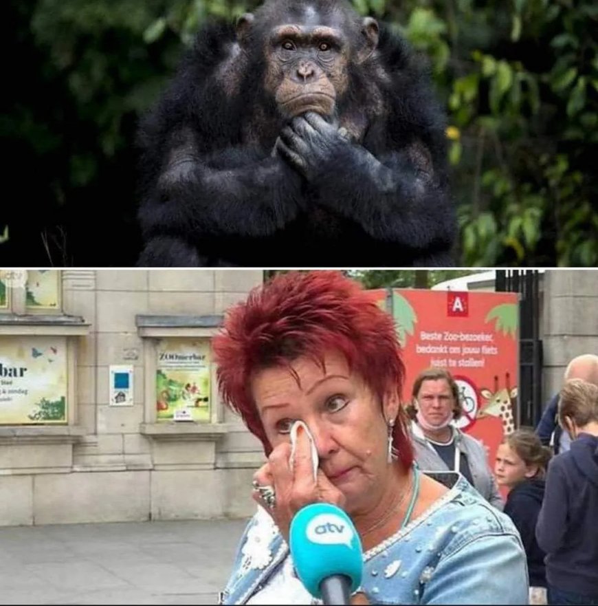 Belgische vrouw verbannen uit dierentuin wegens ‘affaire’ met chimpansee