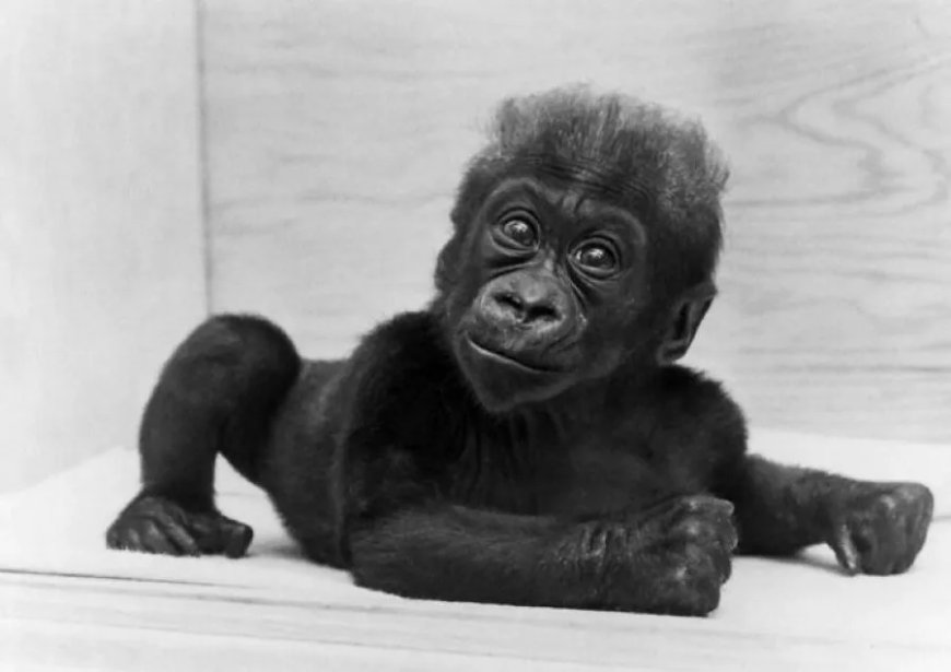 Weetje van de dag – Vandaag i n 1967: Eerste gorilla geboren in gevangenschap