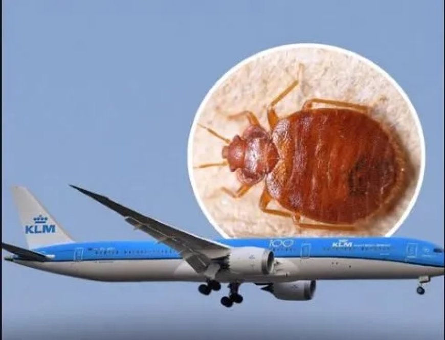 Familie klaagt KLM en Delta aan na bedwantsen in businessclass