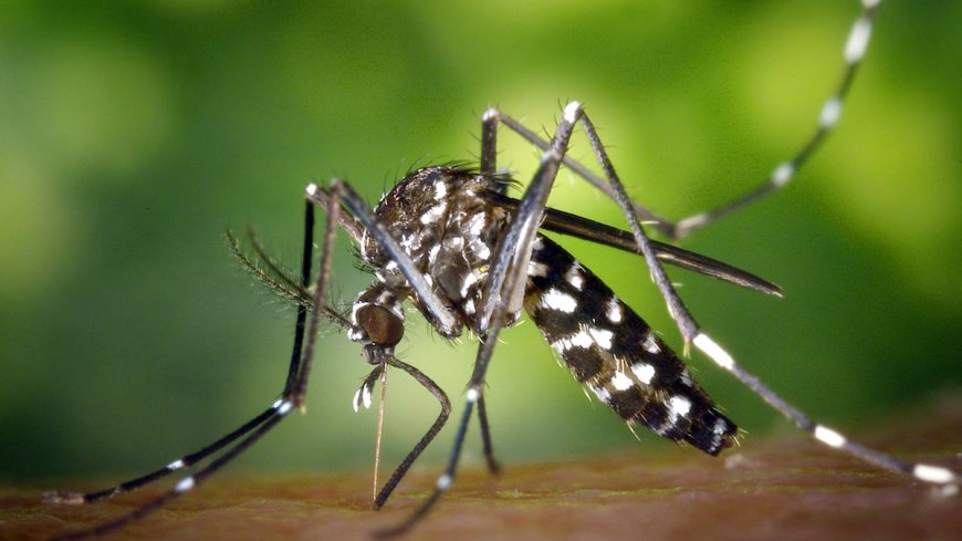 Klimaatverandering vergroot muskietenplaag, maar dengue blijft stabiel