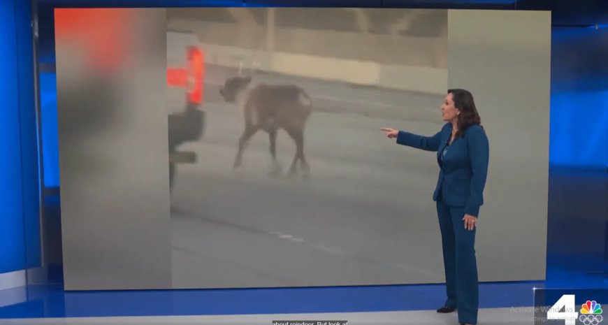 Opmerkelijk – Twee rendieren ontsnappen uit trailer en lopen los op snelweg in Californië