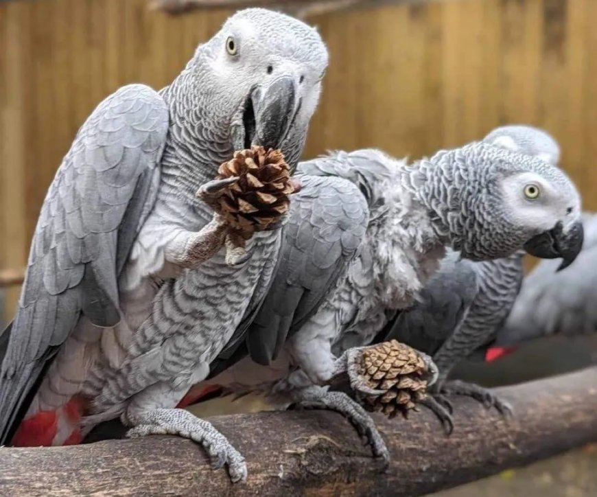 WIST U DAT: In een dierentuin in het VK vijf Afrikaanse grijze papegaaien bezoekers uitschold