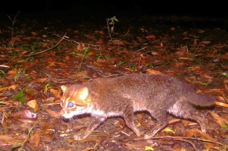 Zeldzame bedreigde platkopkat na bijna 30 jaar weer gezien in Thailand