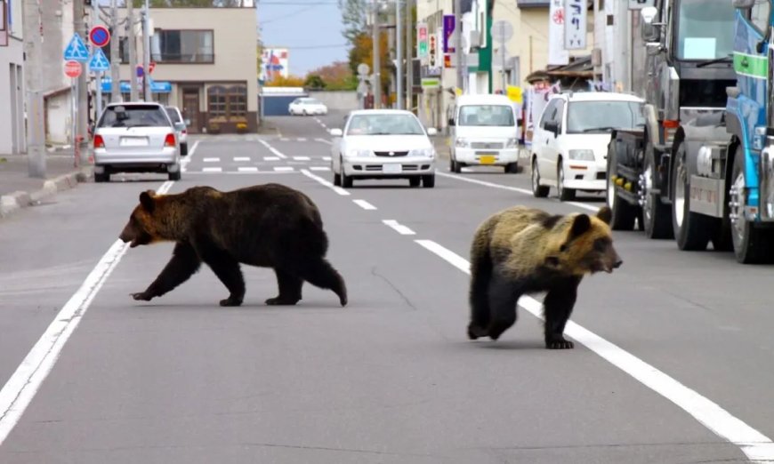 Overlast veroorzakende beren in Japan belanden op de menukaart