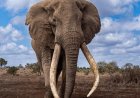 Opmerkelijk – Beroemde Keniaanse olifant met slagtanden van 45 kilo overleden op 54-jarige le