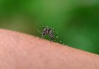 Chikungunya duikt weer op in Suriname
