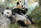 Laatste twee panda's verlaten Japan nu relaties met China gespannen zijn