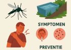 Chikungunya in Suriname: een gedeelde strijd tegen muskieten en nalatigheid