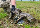 Python van 92 kilo sleept slangenjager mee in Florida