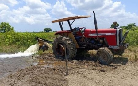 Noodkreet uit de rijstvelden: padieboeren in de knel