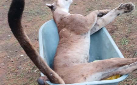 Eerder reeds poema doodgeschoten te Stonhoekoe