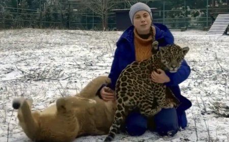 Leeuwen en tijgers gewond na Russisch bombardement op Oekraïense dierentuin