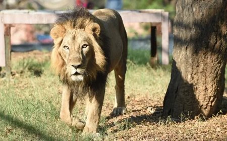 Opkomst grote katachtigen in Pakistan roept vragen op over veiligheid en ethiek