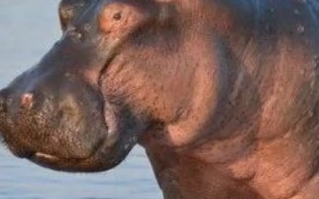 Vier vissers in Kenia omgekomen door aanval nijlpaarden