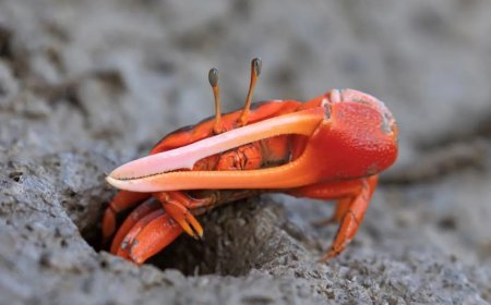 Opmerkelijk – Onderzoek in Colombia: Kleine krabben kunnen oplossing zijn voor microplastics 