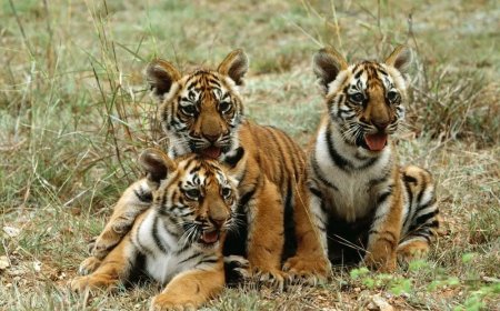 Experts waarschuwen voor schokkende trend in de handel in tijgers