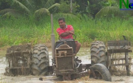 Economische noodzaak, hoop en ontbreken van alternatieven nopen rijstboeren door te gaan met 