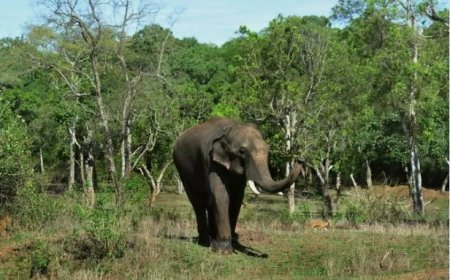 Jacht geopend op agressieve olifant na dodelijke aanvallen in India