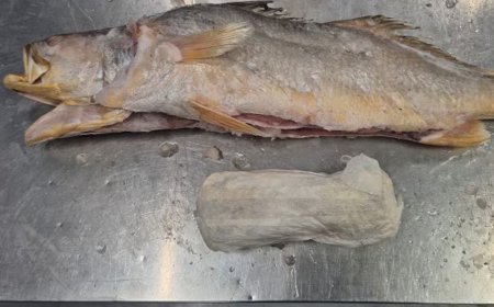 Honderden kilo’s cocaïne ontdekt in viszending uit Suriname