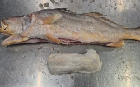 Ruim 300 kilo cocaïne in vis uit Suriname onderschept in Nederland