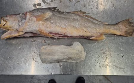 319 kilo cocaïne aangetroffen in Nederland in container met vis uit Suriname