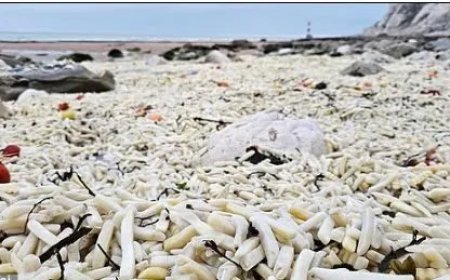 Miljoenen ongekookte frieten stranden op Britse kust