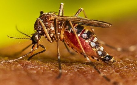 Volksgezondheid: Chikungunya uitbraak in Suriname
