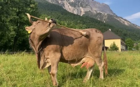 Opmerkelijk – Slimme koe in Oostenrijk krabt eigen rug met bezemsteel