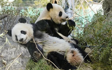 Laatste twee panda's verlaten Japan nu relaties met China gespannen zijn